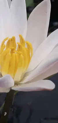 This phone live wallpaper showcases a stunning macro photograph of a white water lily with a yellow center taken in 2020