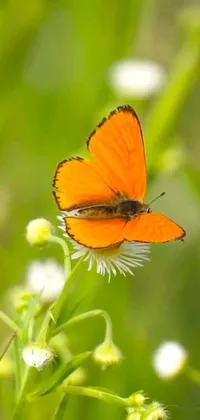 This stunning phone live wallpaper features a breathtaking close-up of a colorful butterfly perched on a beautiful orange flower with fur