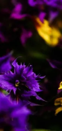 Add a pop of color to your smartphone with this beautiful live wallpaper featuring purple flowers with yellow centers