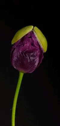 This stunning phone live wallpaper showcases a gorgeous purple flower in full bloom