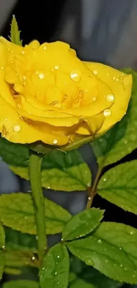 This live wallpaper for your phone features a beautiful yellow rose with dew drops on it