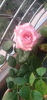 Looking for a charming phone wallpaper that exudes a serene and calming ambiance? Check out this live wallpaper featuring a beautiful pink rose set on a window sill, accompanied by a picture, potted plant, and kalighat flowers