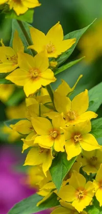 This stunning phone live wallpaper by David Garner showcases a close-up of vibrant yellow flowers