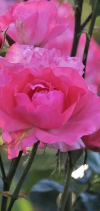 This pink rose live wallpaper exhibits a close-up view of vibrant pink roses in full bloom