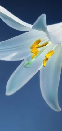 If you're looking for a stunning live wallpaper for your phone, look no further than this exquisite option featuring a close-up of a white lily with delicate petals