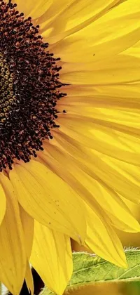 Experience the beauty of nature in your phone with this breathtaking live wallpaper of a sunflower! The vibrant yellow petals of the flower radiate a warm glow that creates a magical aura