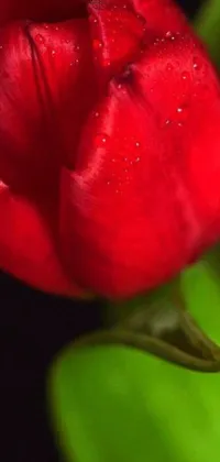 Bring the beauty of nature to your phone with this stunning live wallpaper