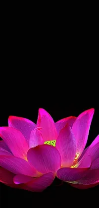 Get mesmerized by this phone live wallpaper featuring a stunning pink flower on a minimalist black background