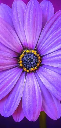 Enhance your phone screen with this exquisite live wallpaper featuring a magnificent purple flower in close-up