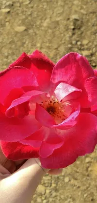 This phone live wallpaper showcases a stunning close-up of a rich, deep pink Rosen Maiden rose