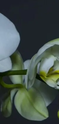 This phone live wallpaper showcases a beautiful white flower on a stem with remarkable polycount and photorealism