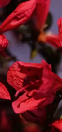 This stunning live wallpaper for your phone features a bee perched upon a red bougainvillea flower