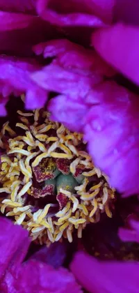This live wallpaper features a stunning macro photograph of a purple peony flower