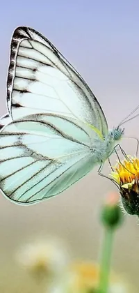 This stunning live wallpaper features a close-up shot of a beautiful butterfly perched atop a vibrant flower