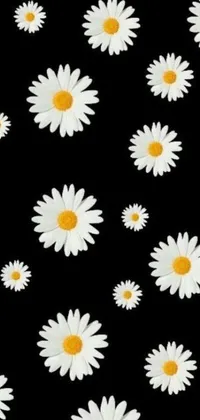 Decorate your phone screen with this stunning black and white live wallpaper featuring white daisies on a black background