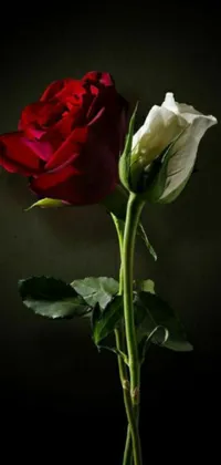 This phone live wallpaper boasts a striking design of a solitary red and white rose against a black backdrop