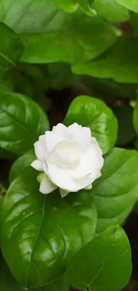 This phone live wallpaper features a stunning and elegant white jasmine flower sitting atop a lush green plant