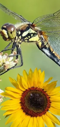 This phone live wallpaper showcases a stunning image of a dragonfly resting on top of a bright yellow flower
