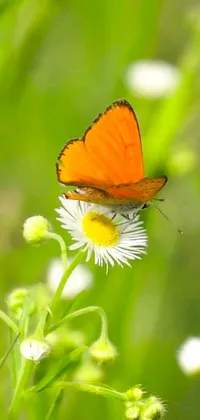Elevate your phone screen with this beautiful live wallpaper featuring a delicate butterfly perched on a chamomile flower