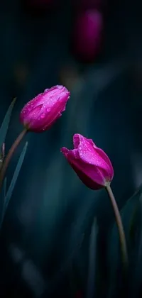 This phone live wallpaper features two vibrant pink tulips adorned with delicate droplets of water, adding a touch of freshness and purity to your screen