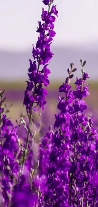 This phone live wallpaper is a beautiful field of purple flowers with the ocean in the background
