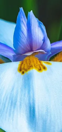 This phone live wallpaper showcases a spectacular blue iris flower with a yellow center