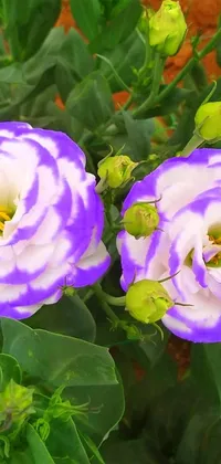Elevate your phone's screen with this stunning live wallpaper featuring two purple and white flowers with green leaves