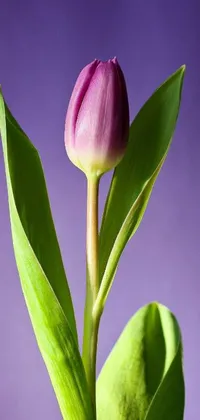 Introducing a captivating phone live wallpaper featuring a vibrant pink tulip in a vase on a plain purple background by an esteemed artist