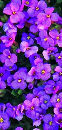 This stunning <a href="/">live wallpaper for your phone</a> features a close-up view of beautiful purple flowers