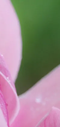 This live wallpaper features a stunning close-up shot of a pink magnolia flower, highlighted with water droplets