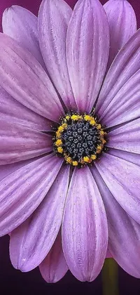 This phone live wallpaper features a stunning and highly-detailed image of a purple flower set against a symmetrical background of deep purple
