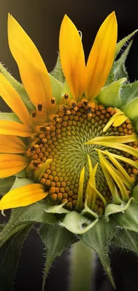 This dazzling phone live wallpaper boasts a stunning close-up view of a vibrant sunflower framed by a sleek black background