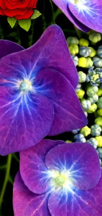 This live wallpaper features a mesmerizing close-up photograph of vibrant purple hydrangea flowers