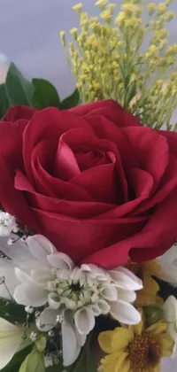 This live wallpaper for your phone boasts an elegant design with a red rose and white flowers in a vase