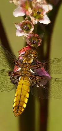 This live wallpaper for your phone features a stunning image of a male dragonfly perched on a purple flower