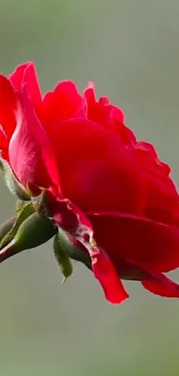 Decorate your phone's screen with the exquisite natural beauty of a red rose on its stem