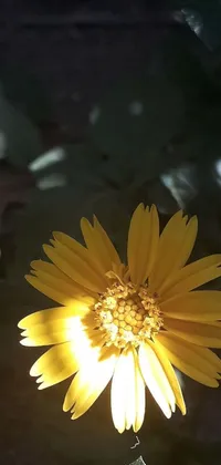 This phone live wallpaper showcases a stunning yellow daisy flower against a backdrop of green leaves