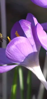 This live wallpaper showcases a bee resting on top of a vibrant purple flower, evoking the renaissance era