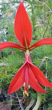 This phone live wallpaper depicts a close-up of an all-red exotic lily with unique ear-like appendages