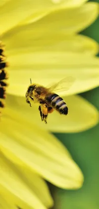 This bee and sunflower live wallpaper for phones features a close-up shot of a bee hovering mid-air on a sunflower