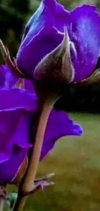 This phone live wallpaper showcases a beautiful, macro photograph of two stunning purple roses atop a lush green field