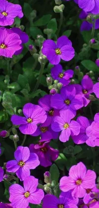 This stunning phone live wallpaper features a clump of purple flowers known as mitose, in full bloom