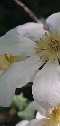 This phone live wallpaper features a beautiful close-up of a white flower with yellow centers