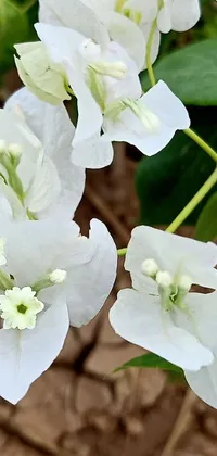This phone live wallpaper features a close-up view of white flowers set against a lush green background
