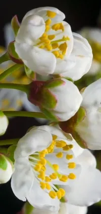 This live phone wallpaper features a stunning close-up of white flowers captured in a macro photograph using a sōsaku hanga technique