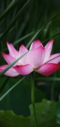 This phone live wallpaper features a pink lotus flower sitting on a lush green field, swaying gently in the breeze