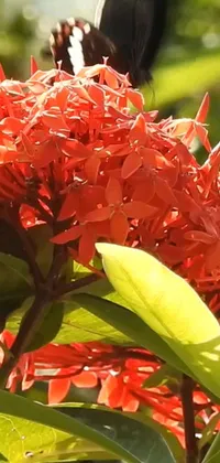 This phone live wallpaper boasts a vibrant, close-up image of a red-colored flower accented with a butterfly