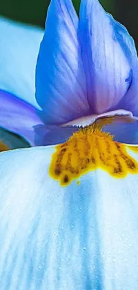 This phone live wallpaper boasts a stunning blue flower with a yellow center, featuring a macro photograph by an expert photographer