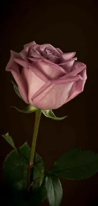 This phone live wallpaper features a beautiful pink rose set against a black digital rendering