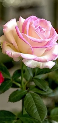 This delightful phone wallpaper showcases a stunning close-up of a pink rose with green leaves, perfect to use as a live background